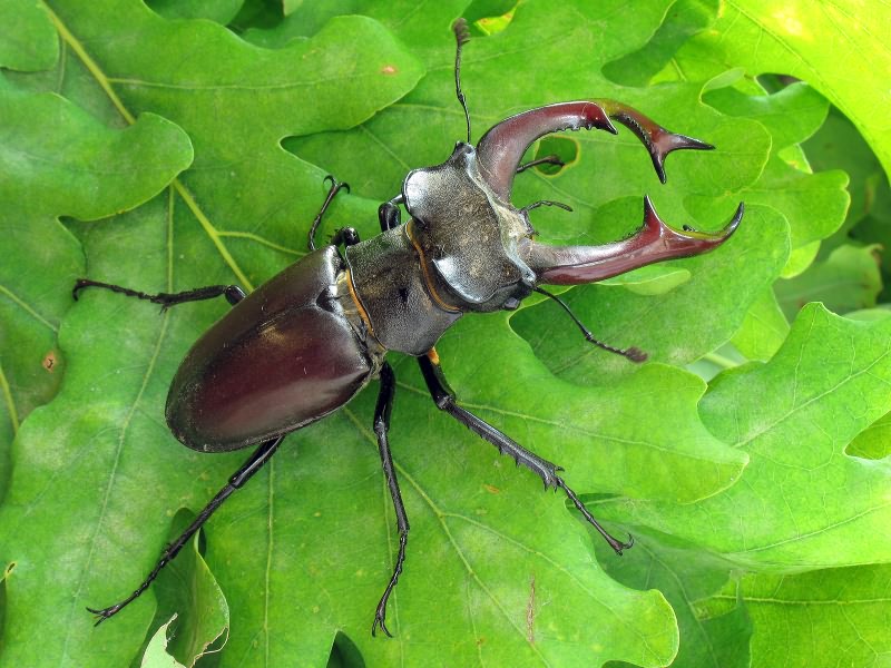 Lucanus cervus (Linnaeus, 1758)